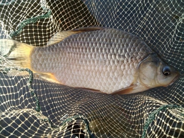 Браконьеров в Брестской области будут судить за ущерб природе более чем на 8 тысяч рублей Браконьеров в Брестской области будут судить за ущерб природе более чем на 8 тысяч рублей