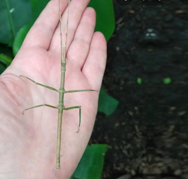 Нашествие пауков-гигантов, скорпионов, ящериц и тарантулов в Бресте. Приходи на выставку «Опасные и прекрасные» в кинотеатре «Беларусь»