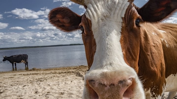 За сокрытие падежа скота в Брестской области с начала года возбуждено более 50 уголовных дел За сокрытие падежа скота в Брестской области с начала года возбуждено более 50 уголовных дел