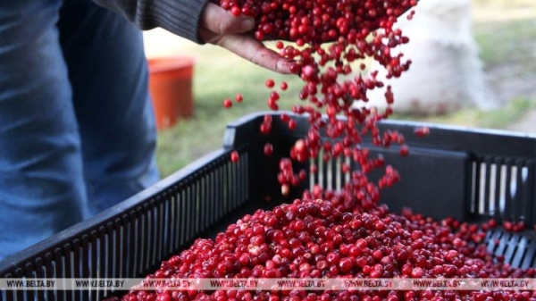 Назвали закупочную цену на клюкву в Беларуси