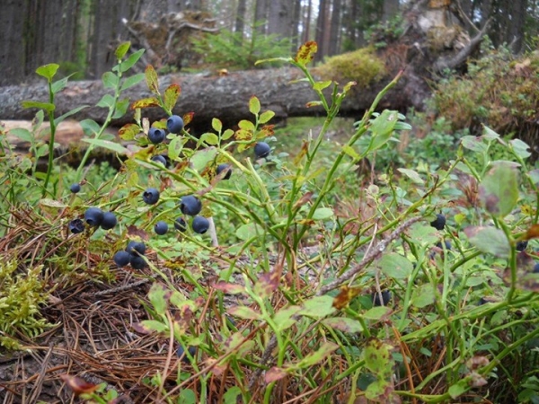 Пенсионерка из Березовского района на сборе ягод в день зарабатывает более 50 рублей