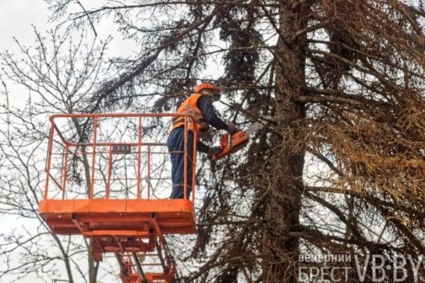 Обсуждаем древесное… СПА. Брестские коммунальщики делают «прически»