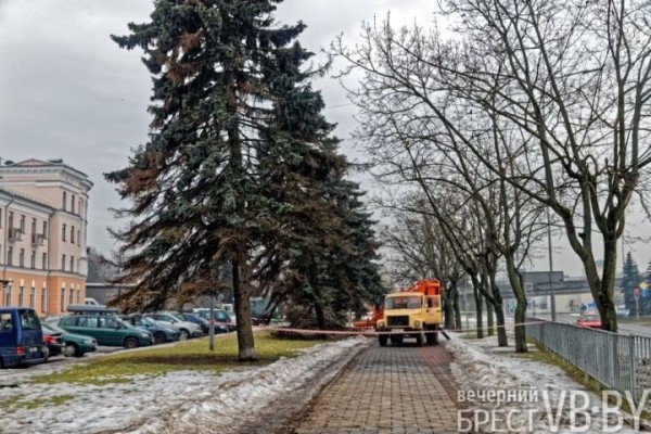 Обсуждаем древесное… СПА. Брестские коммунальщики делают «прически»