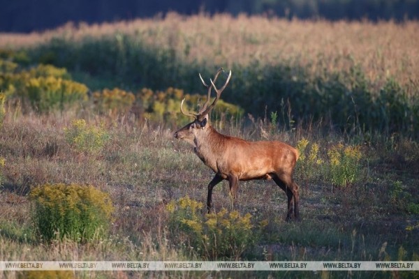 Осеннее утро в Беловежской пуще