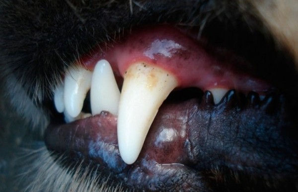 Под Брестом алабай набросился на улице на женщину. Как наказали хозяйку?