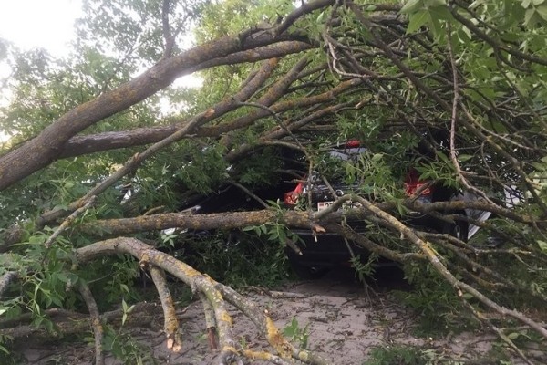 Как владелица взыскала ущерб за разбитый деревом Nissan