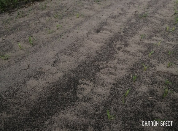Следы медведя заметили рядом с поместьем Деда Мороза в Беловежской пуще