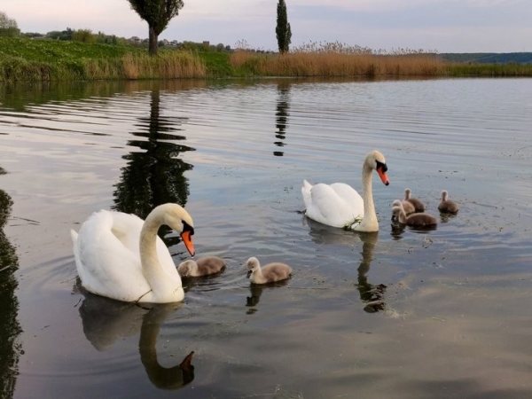 Очень вреден черный хлеб. Орнитологи рассказали, когда, чем и каких птиц можно подкармливать в городе