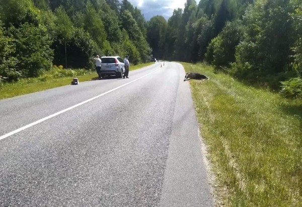 В Беларуси «Опель» сбил насмерть лося – пострадали водитель и пассажирка В Беларуси «Опель» сбил насмерть лося – пострадали водитель и пассажирка