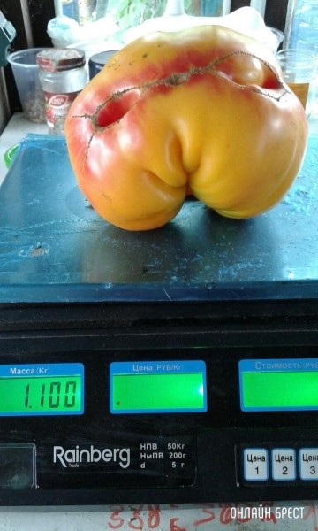 
                Читатель: Огромные помидоры выросли в д. Струга (Малоритский район)
            