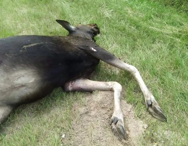 В Беларуси «Опель» сбил насмерть лося – пострадали водитель и пассажирка В Беларуси «Опель» сбил насмерть лося – пострадали водитель и пассажирка