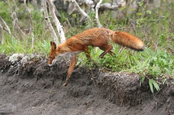 В Брестской области лиса набросилась на собаку, а потом и на его хозяина