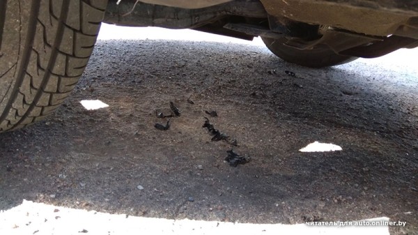 Собаки — это понятно. А посмотрите, что с машиной может сделать кот