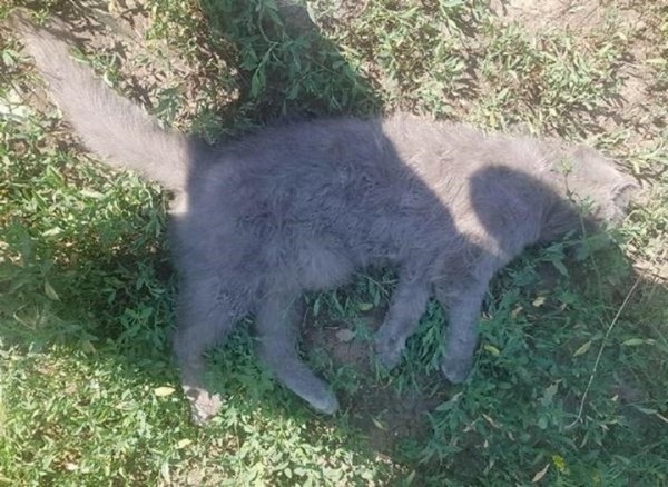 Жителей Брестского района трижды привлекли к ответственности за бесчеловечное обращение с животными