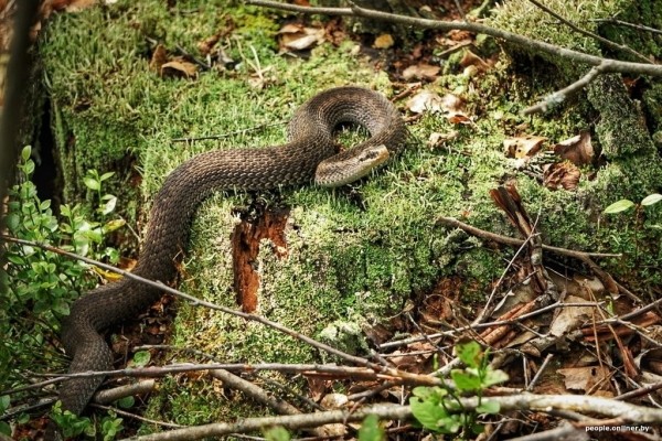 Гадюки действительно убивают? Истории реальных белорусов, которых кусала змея
