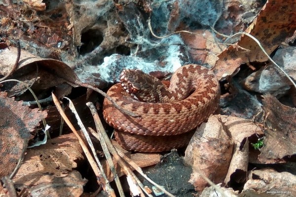 Гадюки действительно убивают? Истории реальных белорусов, которых кусала змея