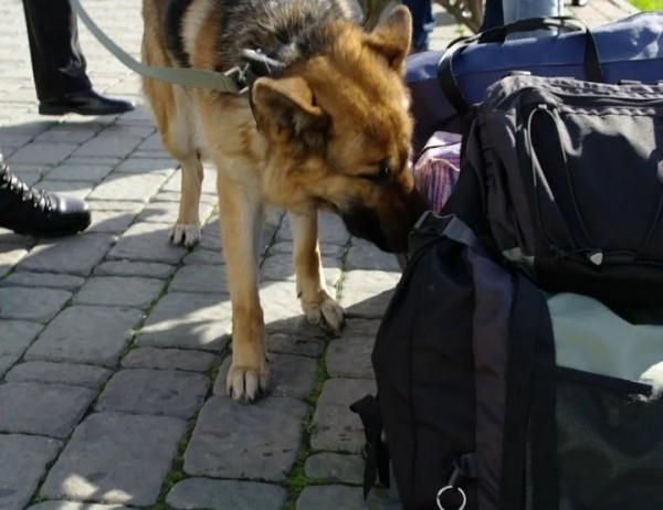 На границе в Бресте собака среагировала на пассажира автобуса. Что у него нашли?
