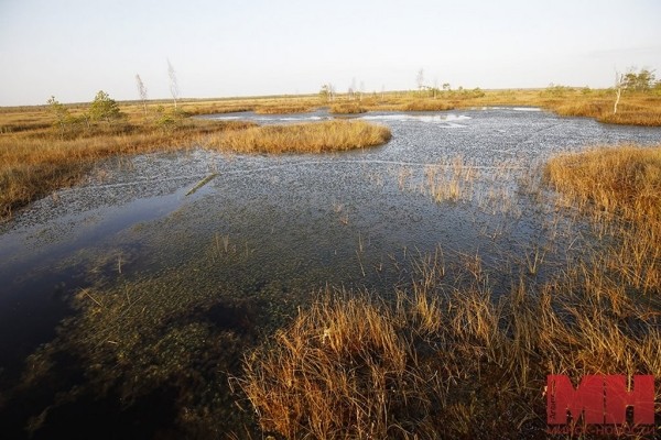 А вы знали, что в Беларуси есть места, похожие на тундру? Где их искать