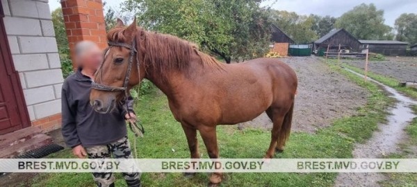 В Столинском районе подростки похитили и продали лошадь