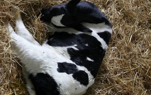 На одном из предприятий Брестчины пропали 226 голов скота. Более 340 тыс. рублей ущерба