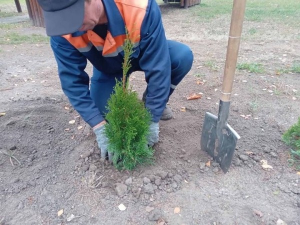Власти Бреста просят жителей города не заниматься озеленением самовольно