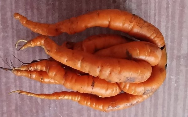 Удивительная морковь выросла у жительницы Барановичей