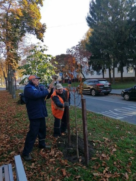 Власти Бреста просят жителей города не заниматься озеленением самовольно