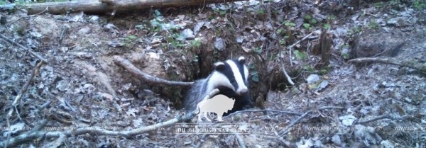 «Подсмотрено». Осенняя жизнь барсуков в Беловежской пуще