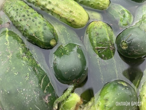 Сколько можно выручить денег, продав урожай государству? Сколько можно выручить денег, продав урожай государству?