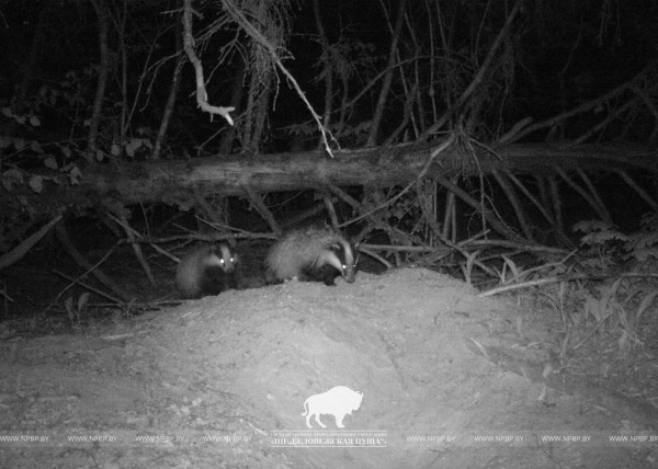 «Подсмотрено». Осенняя жизнь барсуков в Беловежской пуще