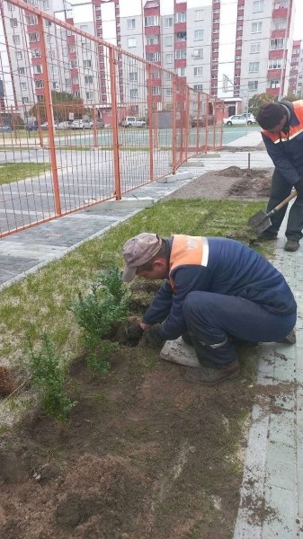 Власти Бреста просят жителей города не заниматься озеленением самовольно