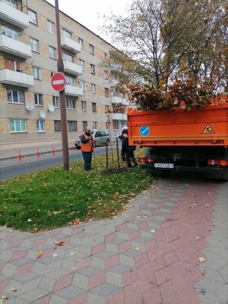Власти Бреста просят жителей города не заниматься озеленением самовольно