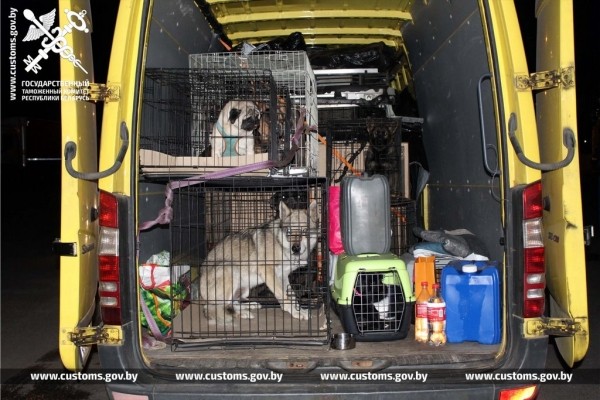 Собак и котов редких пород под видом метисов ввезли в Беларусь из Польши