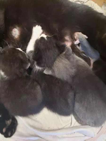 Кошка нашла и выкормила маленького опоссума Кошка нашла и выкормила маленького опоссума