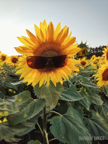
                Читатель: В Брестской области находится очень красиво поле подсолнухов
            