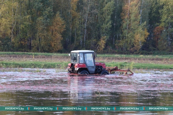 Как в Пинском районе убирают клюкву. Фото и подробности