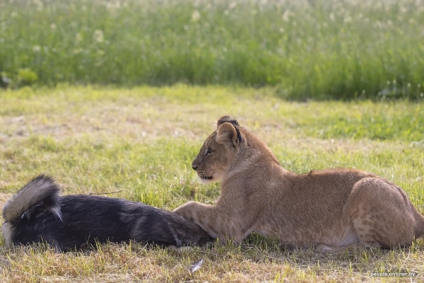 В минском зоопарке ко львенку, потерявшему маму, подселили щенка