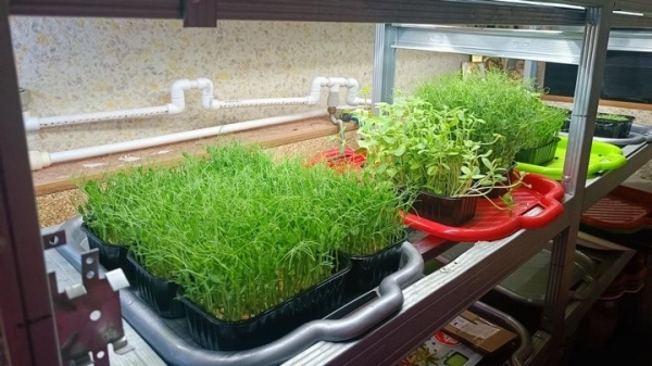 «С финансированием фермы помогла теща». Посмотрите, как белорус зарабатывает на микрозелени