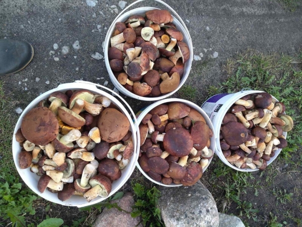 Грибная «охота». Под Брестом, поговаривают, белых уже много