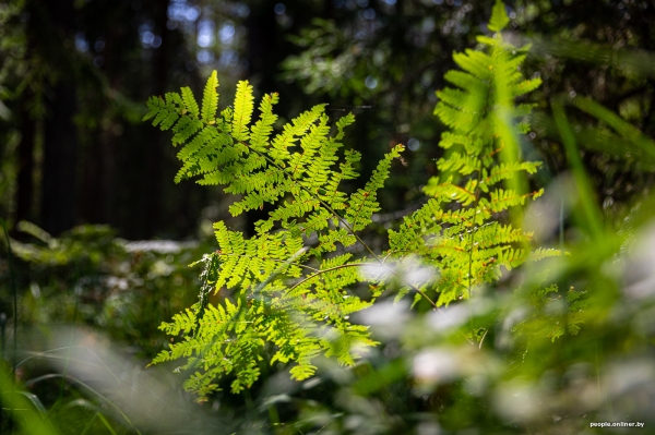 Беларусь наводняют медведи или это утка? Разбираемся, не опасно ли сейчас ходить по лесам