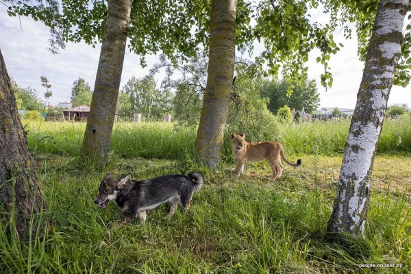 В минском зоопарке ко львенку, потерявшему маму, подселили щенка
