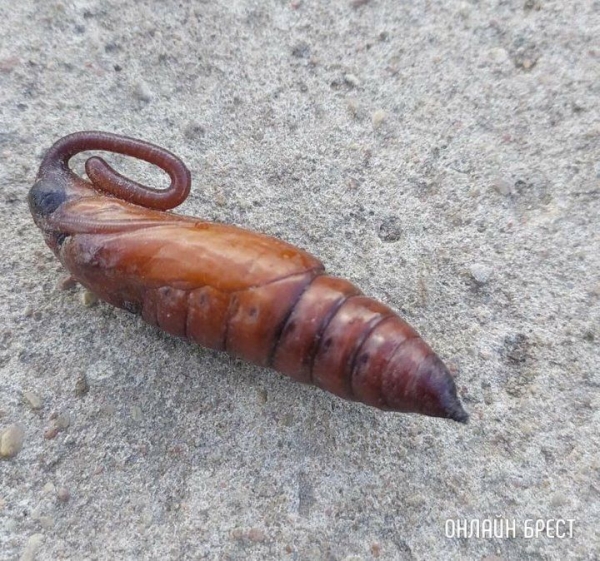 
                Читательница: Кто знает, что это?
            