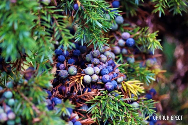 
                Читатель: Вот такую красоту можно увидеть в Малорите
            