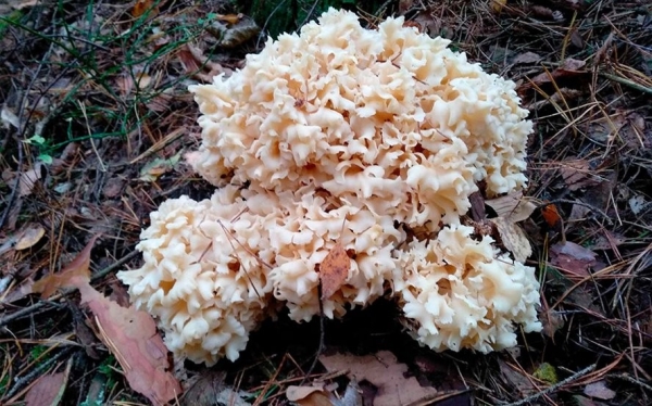 Необычный гриб увидел житель Брестской области Необычный гриб увидел житель Брестской области