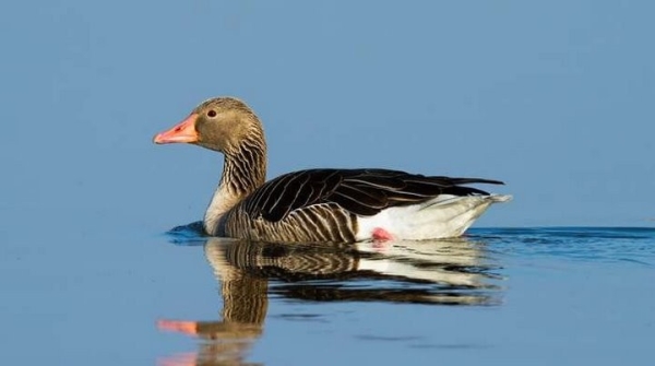 Какая максимальная высота полета птицы?