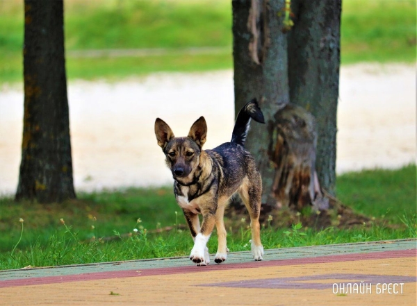 
                Читатель: Вот такую красоту можно увидеть в Малорите
            