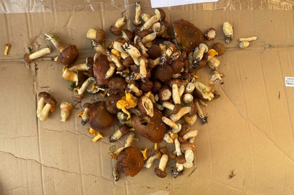 Грибная «охота». Под Брестом, поговаривают, белых уже много