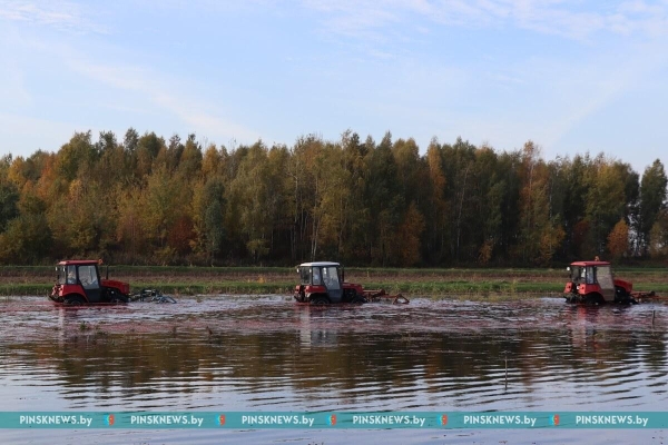 Как в Пинском районе убирают клюкву. Фото и подробности