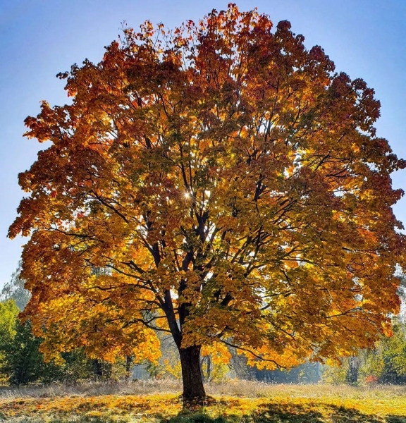 
                Самое известное дерево в Бресте, наверняка у вас есть осеннее фото возле него. Находится по дороге на Красный двор
            