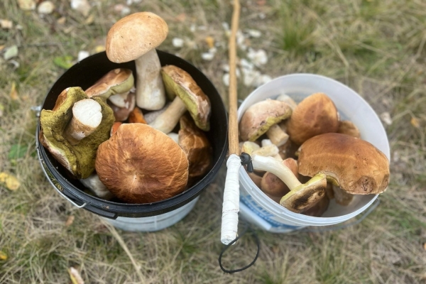 Грибная «охота». Под Брестом, поговаривают, белых уже много